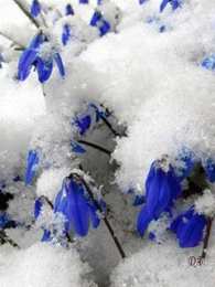 Открытки с пролесками  Открытки с пролесками скачать бесплатно. Открытки с пролесками онлайн.