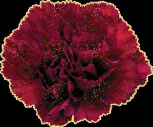 Открытки с гвоздиками  Открытки с гвоздиками скачать. Открытки с гвоздиками онлайн.