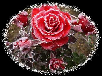 Открытки с инеем  Открытки с инеем скачать бесплатно. Открытки с инеем gif.     