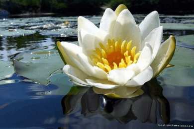 Открытки с лотосом  Открытки с лотосом анимационные. Блестящие открытки с лотосом.