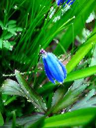 Открытки с пролесками  Открытки с пролесками скачать бесплатно. Открытки с пролесками онлайн.