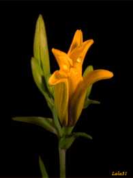 Открытки с желтыми лилиями  Открытки с желтыми лилиями gif. Открытки с желтыми лилиями скачать.