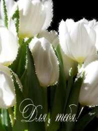 Открытки с белыми тюльпанами Открытки с белыми тюльпанами gif. Открытки с белыми тюльпанами скачать.