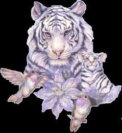 Открытки с белым тигром Открытки с белым тигром скачать. Открытки с белым тигром бесплатно.