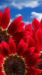 Открытки с герберами  Открытки с герберами скачать бесплатно. Открытки с герберами gif.