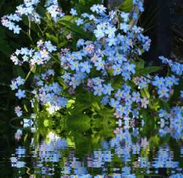 Открытки с незабудками  Открытки с незабудками бесплатно. Открытки с незабудками анимационные.