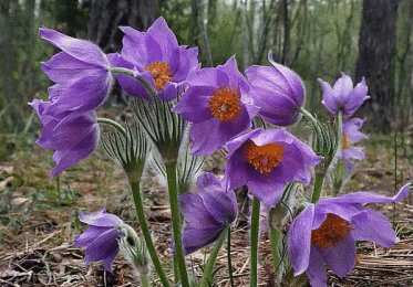 Открытки с прострелами  Открытки с прострелами скачать бесплатно. Открытки с прострелами gif.