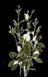 Открытки с распускающимися розами Открытки с распускающимися розами скачать бесплатно gif.      