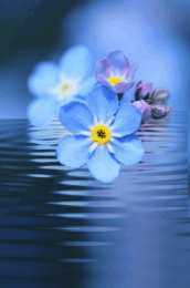 Открытки с незабудками  Открытки с незабудками бесплатно. Открытки с незабудками анимационные.