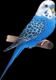 Открытки с попугаями  Открытки с попугаями скачать. Открытки с попугаями бесплатно.