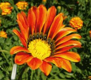 Открытки с гацаниями Открытки с гацаниями скачать бесплатно. Открытки с гацаниями онлайн.