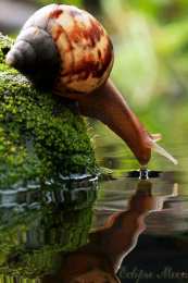 Открытки с улитками  Открытки с улитками скачать бесплатно. Открытки с улитками онлайн.