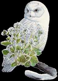 Открытки с совами  Открытки с совами скачать. Открытки с совами бесплатно онлайн.