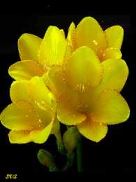 Открытки с фрезиями  Открытки с фрезиями gif. Открытки с фрезиями скачать бесплатно.