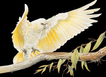 Открытки с попугаями  Открытки с попугаями скачать. Открытки с попугаями бесплатно.