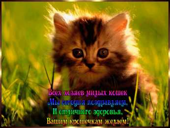 Открытки ко дню кошек Скачать красивые анимационные Открытки ко дню кошек бесплатно.
