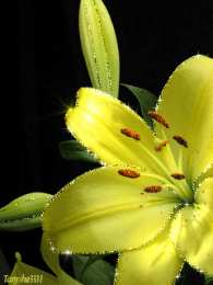 Открытки с желтыми лилиями  Открытки с желтыми лилиями gif. Открытки с желтыми лилиями скачать.