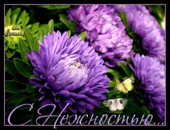 Открытки с астрами  Открытки с астрами скачать бесплатно. Открытки с астрами онлайн.