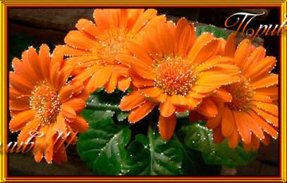 Открытки с календулой  Открытки с календулой скачать бесплатно. Открытки с календулой онлайн.