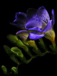 Открытки с фрезиями  Открытки с фрезиями gif. Открытки с фрезиями скачать бесплатно.