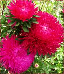 Открытки с астрами  Открытки с астрами скачать бесплатно. Открытки с астрами онлайн.