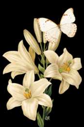 Открытки с белой лилией  Открытки с белой лилией скачать бесплатно. Открытки с белой лилией gif.