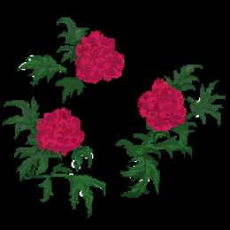 Открытки с гвоздиками  Открытки с гвоздиками скачать. Открытки с гвоздиками онлайн.