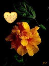 Открытки с бархатцами  Открытки с бархатцами онлайн бесплатно. Открытки с бархатцами скачать.