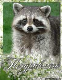 Открытки с енотами Открытки с енотами скачать бесплатно. Открытки с енотами gif.