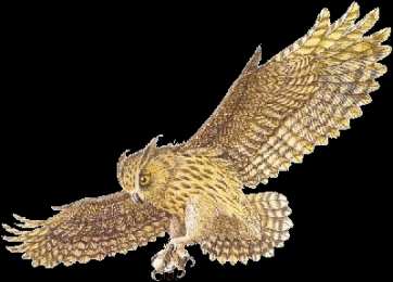 Открытки с совами  Открытки с совами скачать. Открытки с совами бесплатно онлайн.