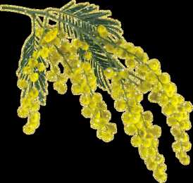 Открытки с мимозой  Открытки с мимозой скачать бесплатно. Открытки с мимозой онлайн.