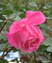 Открытки с дождём Открытки с дождём скачать бесплатно. Открытки с дождём с анимациями.