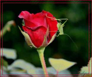 Открытки с распускающимися розами Открытки с распускающимися розами скачать бесплатно gif.      