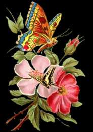 Открытки с геранью Открытки с геранью скачать бесплатно. Открытки с геранью онлайн.