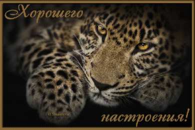 Открытки с леопардом Открытки с леопардом скачать. Открытки с леопардом бесплатно.