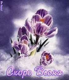 Открытки с крокусами  Открытки с крокусами скачать бесплатно. Открытки с крокусами онлайн.