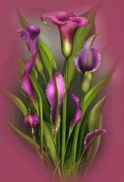 Открытки с каллами Открытки с каллами скачать бесплатно. Открытки с каллами онлайн.