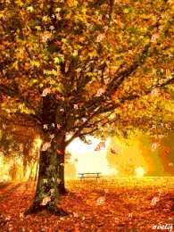 Открытки с листопадом Открытки с листопадом скачать. Открытки с листопадом бесплатно.