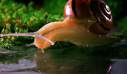 Открытки с улитками  Открытки с улитками скачать бесплатно. Открытки с улитками онлайн.