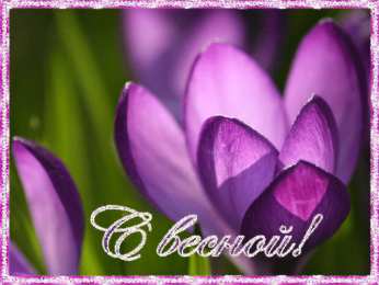 Открытки с крокусами  Открытки с крокусами скачать бесплатно. Открытки с крокусами онлайн.