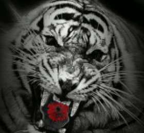 Открытки с белым тигром Открытки с белым тигром скачать. Открытки с белым тигром бесплатно.