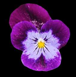 Открытки с фиолетовыми анютиными глазками  Открытки с фиолетовыми анютиными глазками скачать бесплатно.