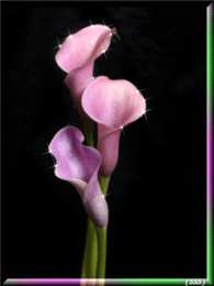 Открытки с каллами Открытки с каллами скачать бесплатно. Открытки с каллами онлайн.