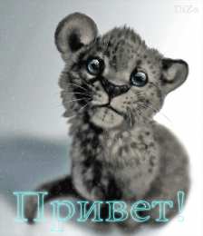 Открытки с приветствием   Скачать  красивые  Открытки с  приветствием  бесплатно gif.