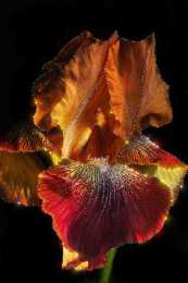 Открытки с ирисами  Открытки с ирисами скачать. Открытки с ирисами бесплатно онлайн.