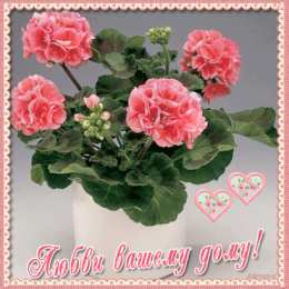 Открытки с геранью Открытки с геранью скачать бесплатно. Открытки с геранью онлайн.