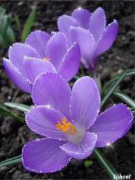 Открытки с крокусами  Открытки с крокусами скачать бесплатно. Открытки с крокусами онлайн.