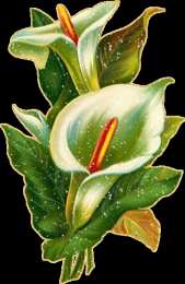 Открытки с каллами Открытки с каллами скачать бесплатно. Открытки с каллами онлайн.