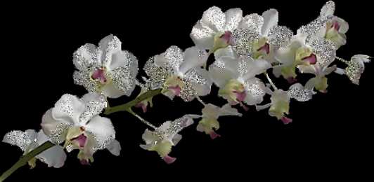 Открытки с фрезиями  Открытки с фрезиями gif. Открытки с фрезиями скачать бесплатно.