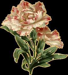 Открытки с гвоздиками  Открытки с гвоздиками скачать. Открытки с гвоздиками онлайн.